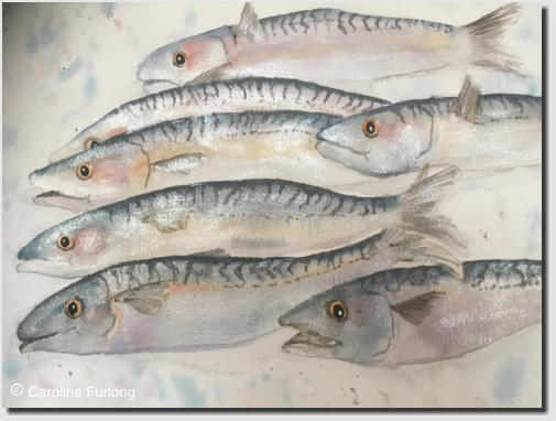  Caroline Furlong